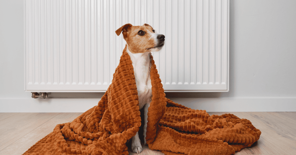 Aerotermia con radiadores: cuándo funciona, compatibilidad técnica y soluciones 2 aspectos que marcan la diferencia de la aerotermia con radiadores (perro con una manta detrás un radiador)